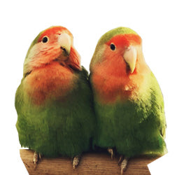 Bird Breeding Accessories