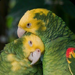 Bird Breeding Supplements