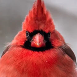 Cardinal Food, Feeders, and More