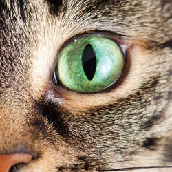 Eye Care for Cats
