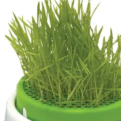 Catnip & Cat Grass
