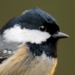 Chickadee Food, Feeders, and More