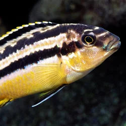 Shop by Pet - Cichlid