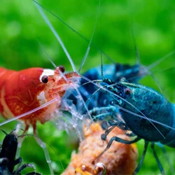 Shop by Pet - Crustaceans