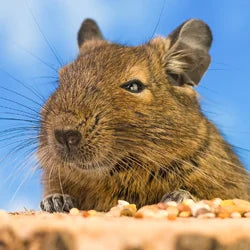 Shop By Pet - Degu