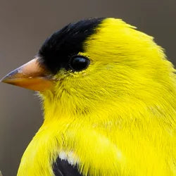 Finch Feeder