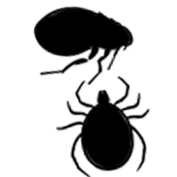 Dog Flea & Tick Care