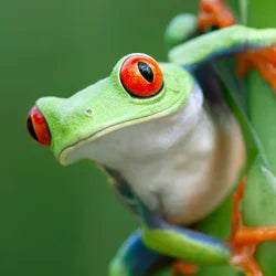 Shop By Pet - Frog/Toad