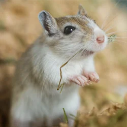 Shop By Pet - Gerbil