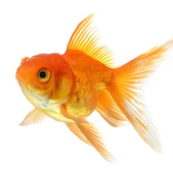 Shop by Pet - Aquarium Goldfish