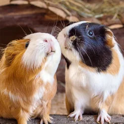 Shop By Pet - Guinea Pig