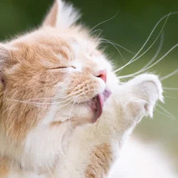 Hairball Remedies