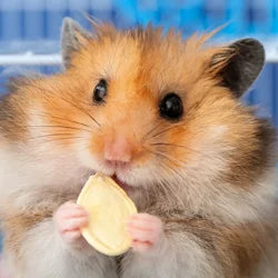 Shop By Pet - Hamster