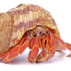 Shop By Pet - Hermit Crab and Friends