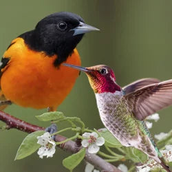 Hummingbird & Oriole Feeders