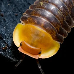 Shop By Pet - Isopod and Friends