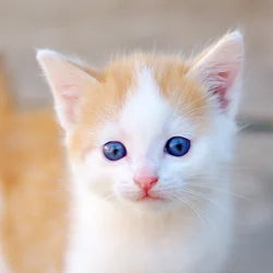 Kitten Formula and Nursing Tools