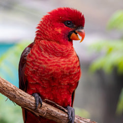 Diets for Lories, Lorikeets & Fig Parrots