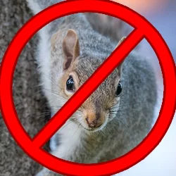Squirrel-Proof Feeder