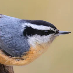 Nuthatch Food, Feeders, and More
