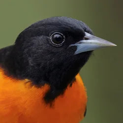 Oriole Food, Feeders, and More