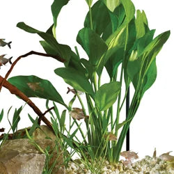 Live Aquarium Plant Supplies