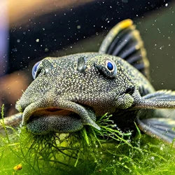 Shop by Pet - Pleco and Friends