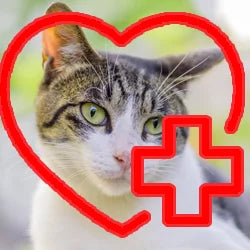 Preventative Diets for Cats & Kittens