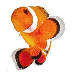 Shop by Pet - Saltwater Fish