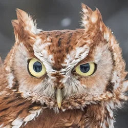 Wild Bird Houses - Screech Owl