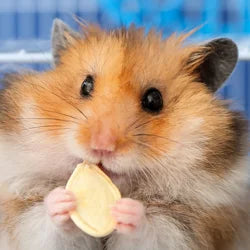 Small Pet Bundles
