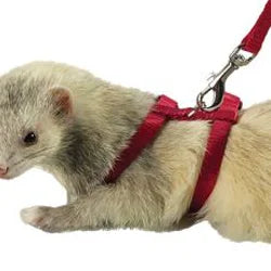 Harnesses and Leashes for Small Animals