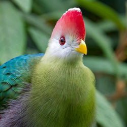 Diets for Softbill Birds