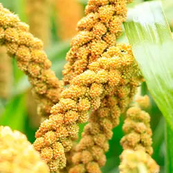 Spray Millet for All Birds