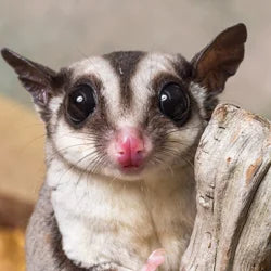 Shop By Pet - Sugar Glider