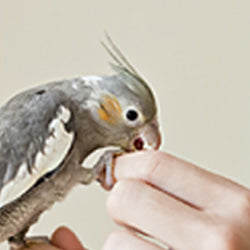 Bird Training Aids