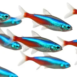 Shop By Pet - Tropical Fish