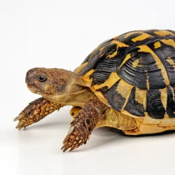 Shop By Pet - Turtle/Tortoise