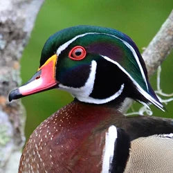 Wild Bird Houses - Wood Duck