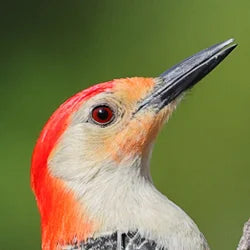 Woodpecker Food, Feeders, and More