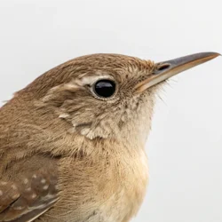 Wild Bird Houses - Wren