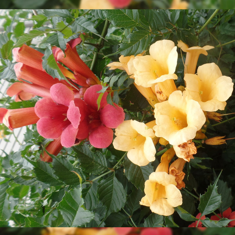 Load image into Gallery viewer, Flowering Trumpet Vine
