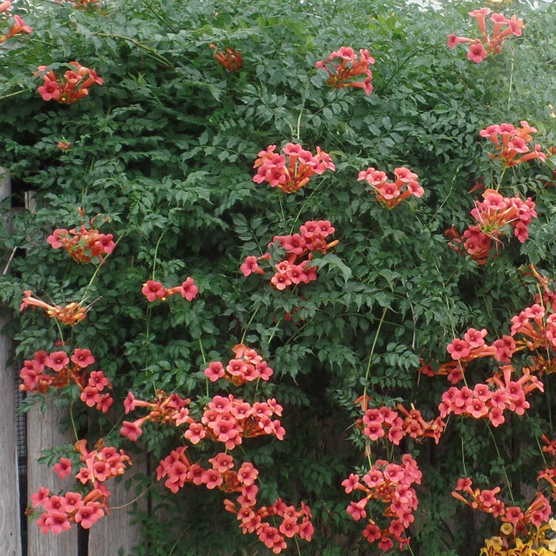 Load image into Gallery viewer, #Flower color_Red
