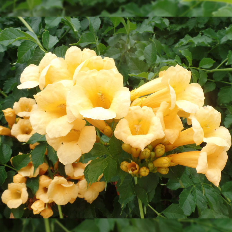 Load image into Gallery viewer, #Flower color_Yellow
