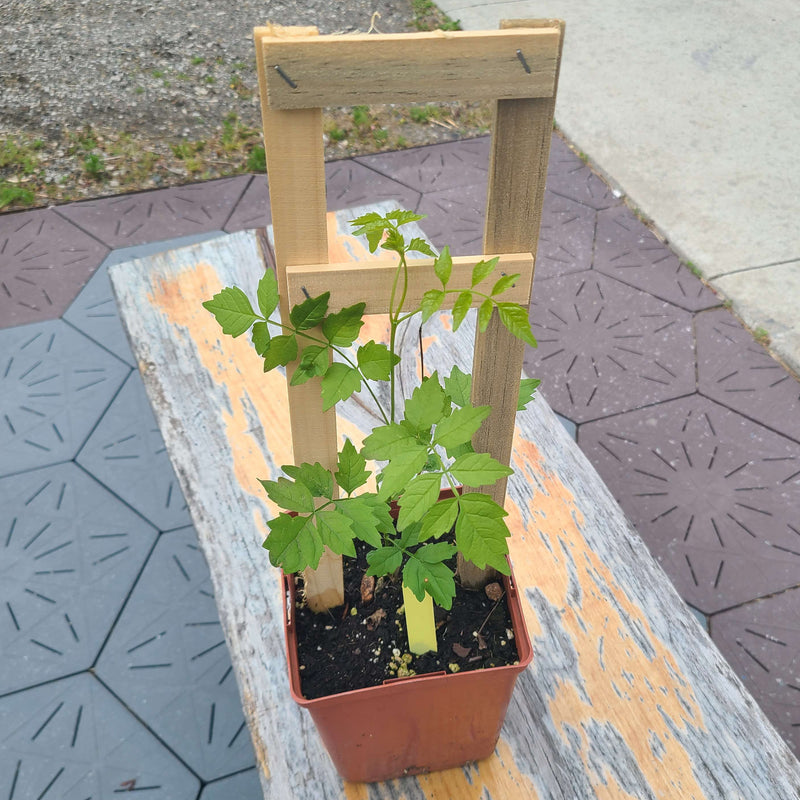 Load image into Gallery viewer, Flowering Trumpet Vine

