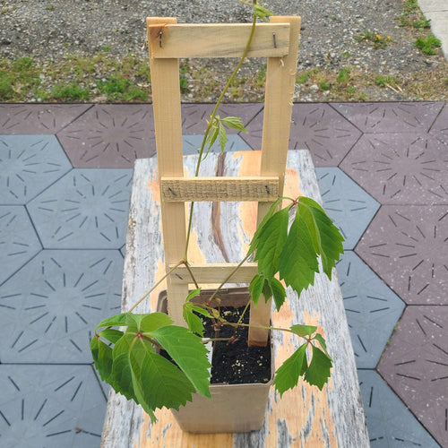 Virginia Creeper - Hardy Vine