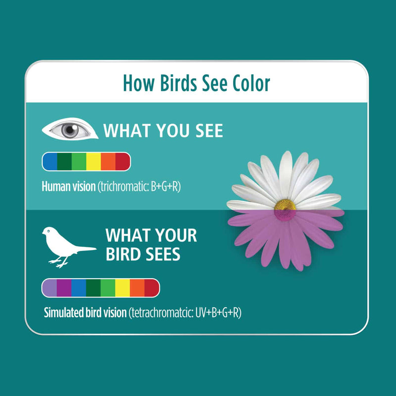 HARI Compact Fluorescent Avian Light UVA/UVB - 26 W Good for All Birds - 85000
