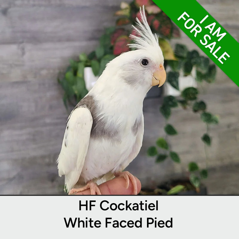 Load image into Gallery viewer, #Mutation_White Faced Pied
