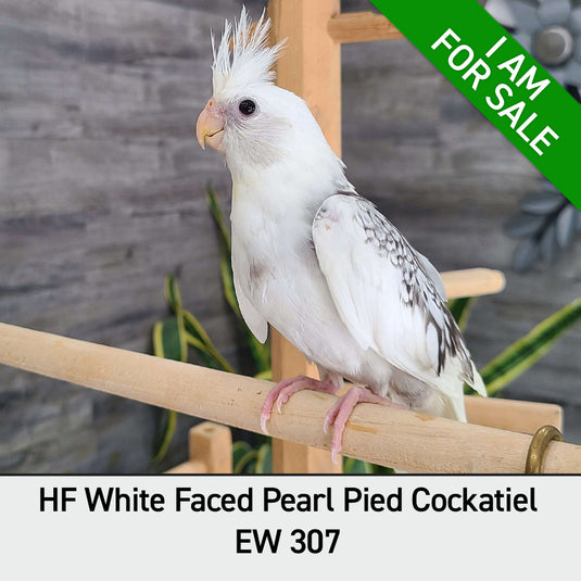 Hand Fed Cockatiel White Faced / Mutation - Nymphicus hollandicus