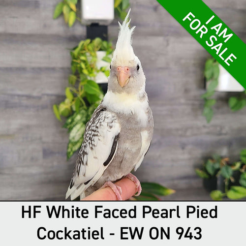 Hand Fed Cockatiel White Faced/Mutation - Nymphicus hollandicus